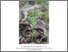[thumbnail of Guillaume_de_Lafontaine_et_al_mars2020.pdf]