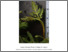 [thumbnail of Guillaume_de_Lafontaine_et_al_mars_2022.pdf]